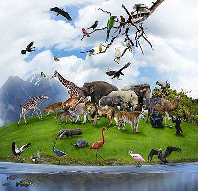 God made the animals